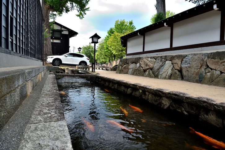 飛騨古川にて。白壁土蔵を背景に、瀬戸川に色とりどりのコイが泳ぐ。