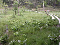 第68回：花粉症はナゼ発症するのか〜答えは日光に〜（その5）（矢貫隆）の画像