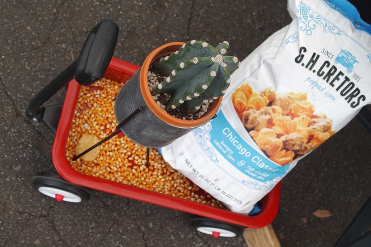 小型のラジオフライヤーにディスプレイされたアメリカ製のポテトチップスとサボテン。