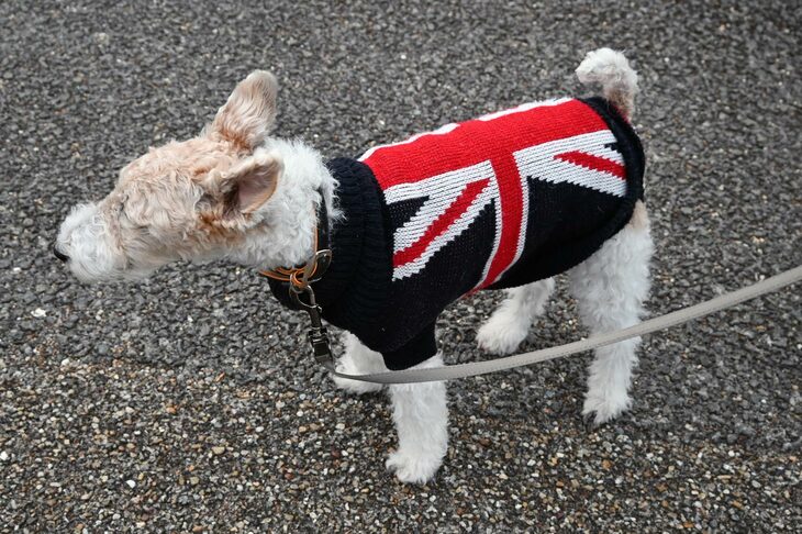 モーニングクルーズには愛犬とともに参加した人も。イギリスを原産地とするテリア種を家族に迎えたあたりにも、オーナーの英国愛を感じる。ちなみに会場となった代官山Ｔ-SITEは、周囲に住む愛犬家のお散歩コースにもなっているようで、多くのペット連れがイベントをのぞいていた。