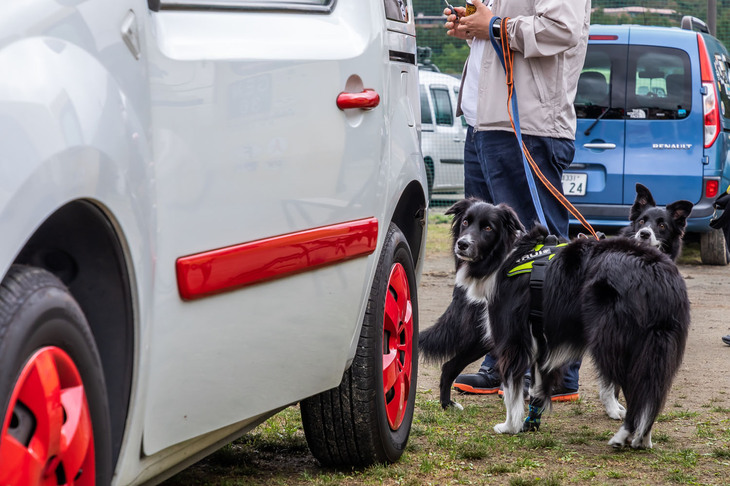 赤いアクセントカラーでカスタマイズされた「カングー」を見ながら、「おうちのクルマと違うね？」と言っていそうなワンちゃん。