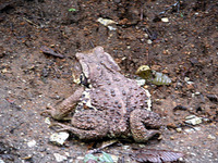 ……と、足元に突如“珍客”が!! 赤ちゃんの頭ほどありそうな大きなカエルが佇んでいた。