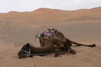 砂漠では、なぜかみんな寝転ぶようです。ラクダも、人間も。