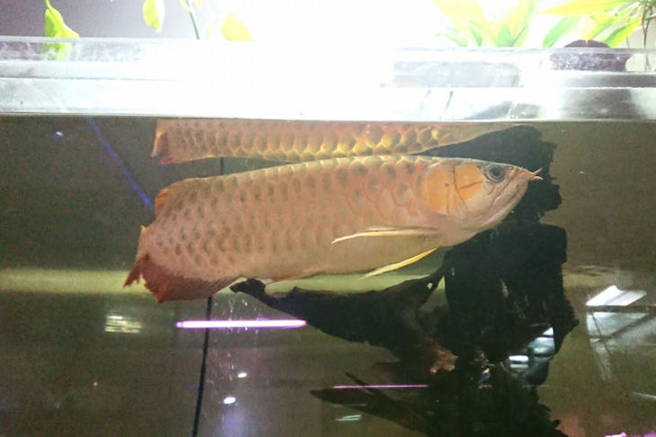 アロワナはサメと同様に肉食魚である。（写真＝マリオ高野）