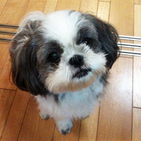 某白い犬しかり、首にカバンを下げた猫しかり、マーケティングのプロがどんなに知恵を絞っても、動物にはかなわないのである。見よ。webCG関家の愛犬、なな嬢の神々しい御姿を。