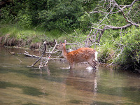 川を眺めながら遊歩道を歩いていると、鹿を発見。