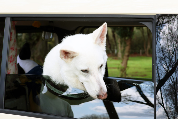 世界最大のカングーのお祭り「カングージャンボリー」同様、愛犬との参加が可能なのも「カングーキャンプ」の魅力。今回は小型犬を中心に、9頭の犬たちも参加していた。こちらは珍しい白い毛を持つ「ホワイト・スイス・シェパード・ドッグ」。人懐っこくおとなしいお利口なワンちゃんだった。