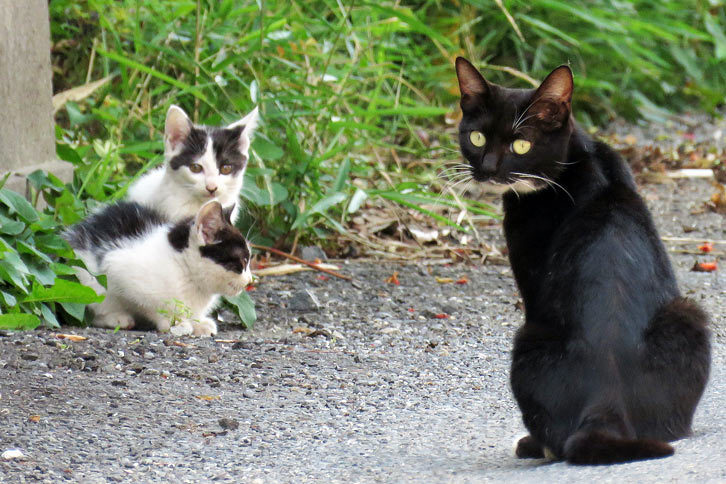 裏路地で偶然出会った猫の親子を激写！ うーむ。まだまだ岩合光昭先生からは程遠い……。