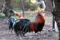 敷地内の林をわが物顔で闊歩（かっぽ）するニワトリの一群。