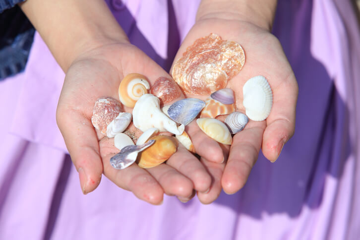 生田さんのお眼鏡にかなった、色とりどりの貝殻。キャンドルには、これを洗浄し、乾燥させて使う。