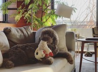 元気になりましたワン！