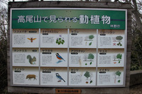 第89回：“奇跡の山”、高尾山に迫る危機その1：日本の植物の3割が集まる山（矢貫隆）の画像