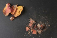 今回のお掃除で取れたゴミがこちら。目に見えていた落ち葉以外に細かい砂なども取れたことで、きれいになったことを実感。大きな落ち葉などは、写真左上に分けてみました。