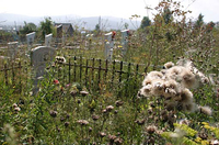 第21回：8月20日「お盆を想う」の画像